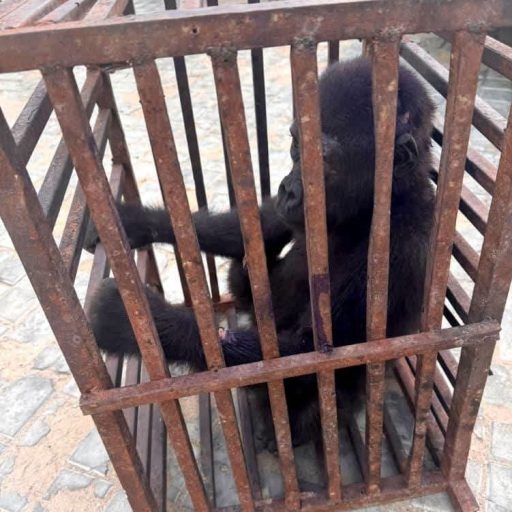 Customs Busts Wildlife Trafficking Ring