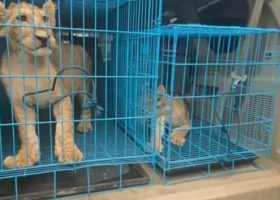 Customs Intercepts Two Lion Cubs