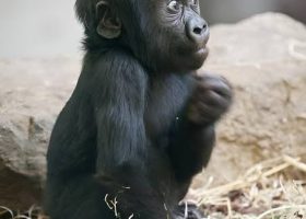 Customs Repatriates Rescued Gorilla Bili