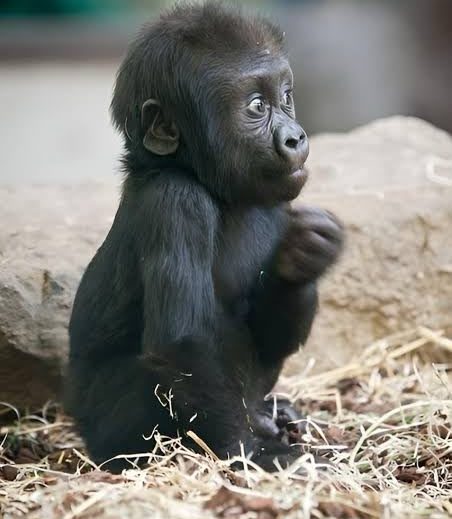 Customs Repatriates Rescued Gorilla Bili